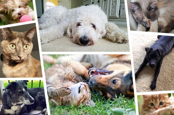 A collage of different dogs and cats laying on the ground.